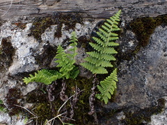 Dryopteris komarovii