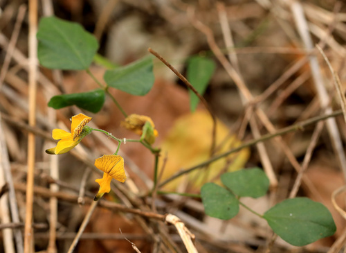 Image of Rhynchosia caribaea by (c) Wynand Uys, some rights reserved (CC BY)