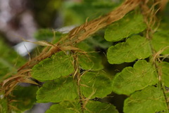 Dryopteris komarovii
