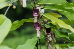 Aristolochia howii