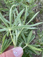 Lupinus sierrae-blancae