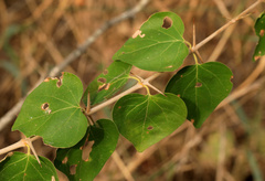 Plectroniella armata