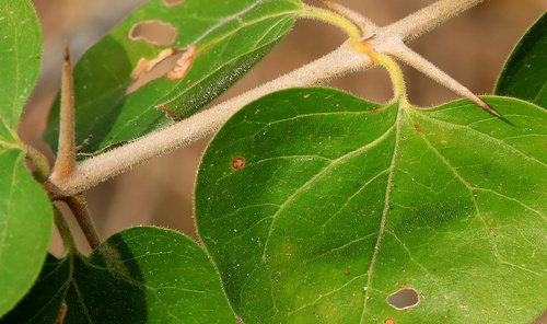 Image of Armed Turkeyberry (Canthium armatum) by (c) Wynand Uys, some rights reserved (CC BY)