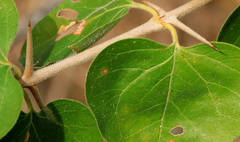 Plectroniella armata