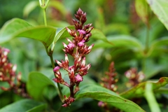 Urceola polymorpha