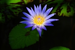 Nymphaea nouchali caerulea