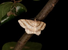 Chiasmia fidoniata