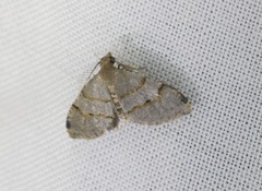 Chrioloba perpusilla