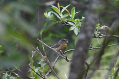 Tarsiger johnstoniae