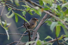 Tarsiger johnstoniae