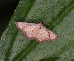 Enispa elataria