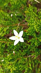 Centaurium scilloides