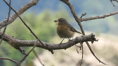 Tarsiger johnstoniae