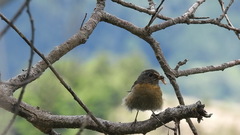 Tarsiger johnstoniae