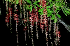 Barringtonia acutangula