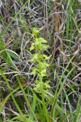 Platanthera mandarinorum