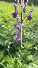 Aconitum lycoctonum