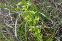 Platanthera mandarinorum