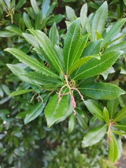 Photinia serrulata