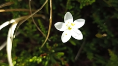 Centaurium scilloides