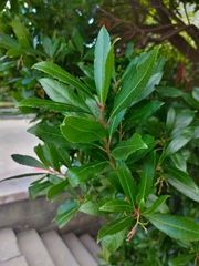 Photinia serrulata