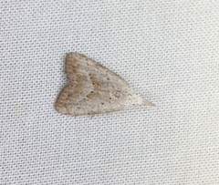Meganola brunellus