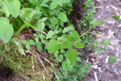 Codonopsis kawakamii