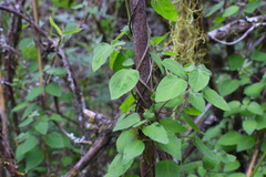 Codonopsis kawakamii