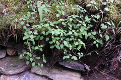 Codonopsis kawakamii