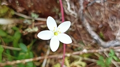 Centaurium scilloides