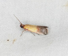 Piesmopoda semilutea