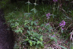 Pedicularis refracta transmorrisonensis
