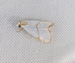 Pseudargyria interruptella