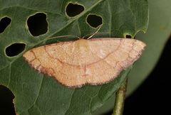 Pylargosceles steganioides