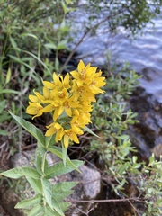 Lysimachia vulgaris