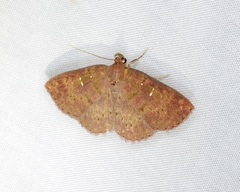 Sarobides inconclusa