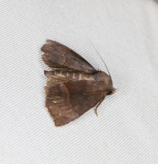 Thalatta fasciosa