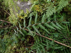 Athyrium reflexipinnum