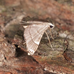 Cangetta hartoghialis