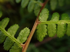 Athyrium reflexipinnum