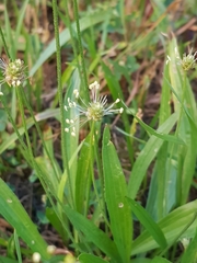 Plantago lanceolata