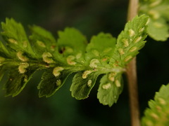 Athyrium reflexipinnum