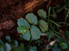 Elatostema obtusum trilobulatum
