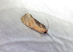 Cryptophlebia ombrodelta