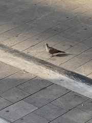 Streptopelia decaocto