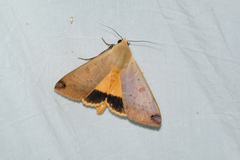 Ophiusa disjungens