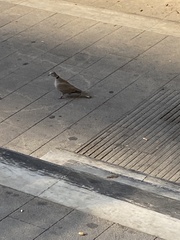 Streptopelia decaocto