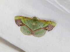 Fascellina plagiata