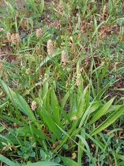 Plantago lanceolata