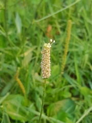 Plantago lanceolata
